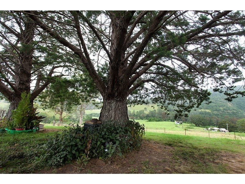 3041 Nowendoc Road, Wingham NSW 2429