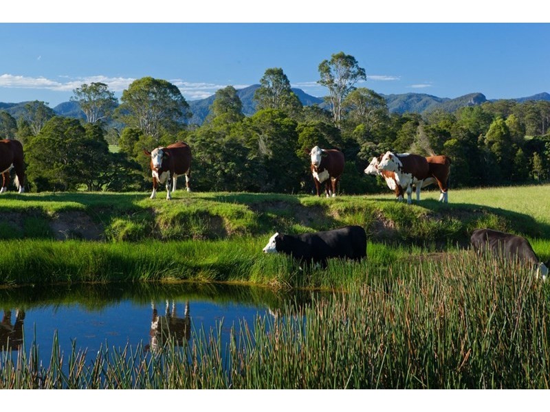 1027 Cedar Party Road, Wingham NSW 2429