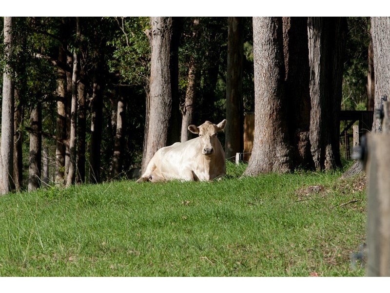 8 Hogans Road, Upper Lansdowne NSW 2430