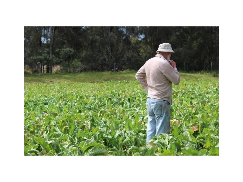 286 Kundle Kundle Road, Cundletown NSW 2430