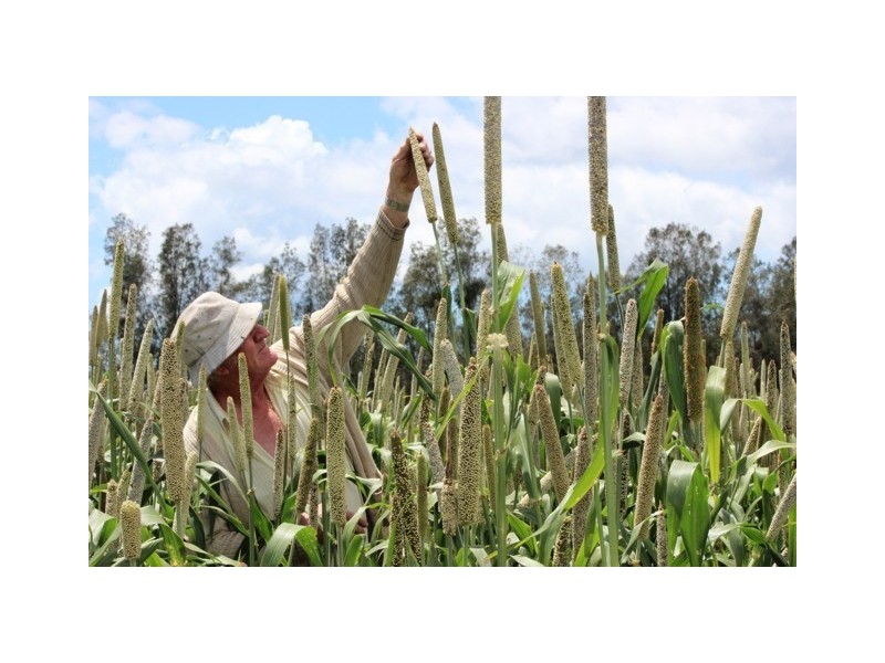 286 Kundle Kundle Road, Cundletown NSW 2430