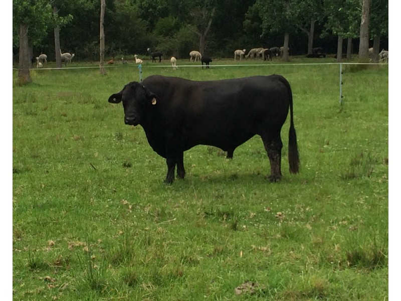 114 Manning River Drive, Taree NSW 2430