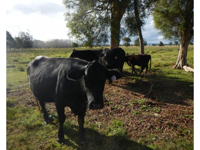 114 Manning River Drive, Taree NSW 2430