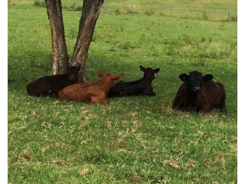 114 Manning River Drive, Taree NSW 2430