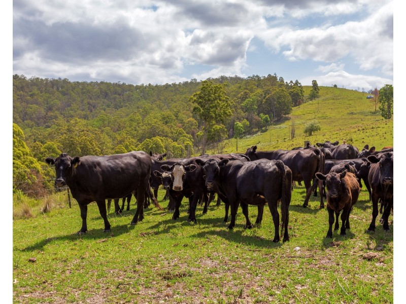 188 Enfield Range Road, Cooplacurripa NSW 2424