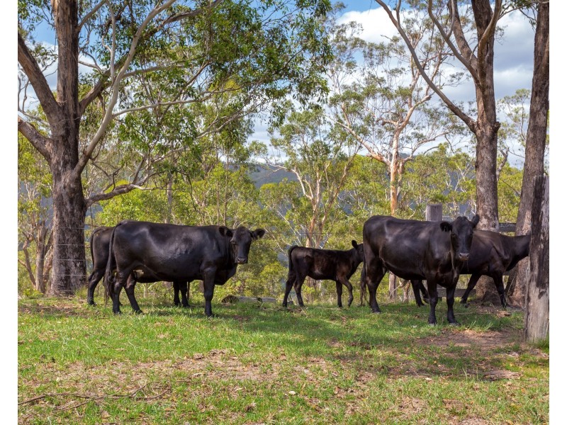 188 Enfield Range Road, Cooplacurripa NSW 2424