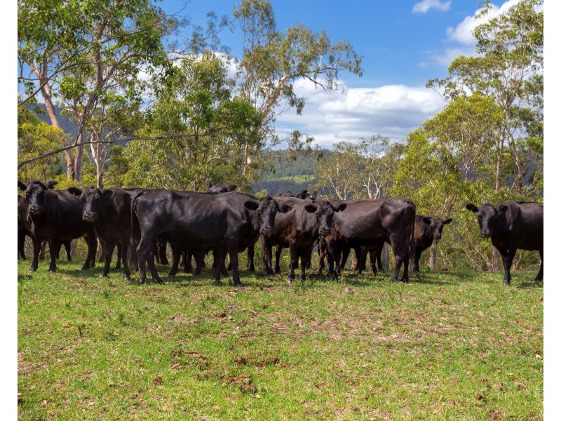 188 Enfield Range Road, Cooplacurripa NSW 2424