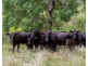 188 Enfield Range Road, Cooplacurripa NSW 2424