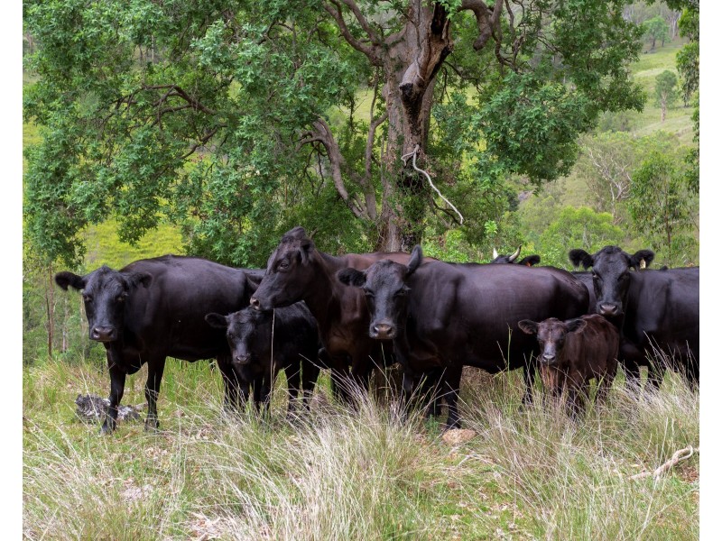 188 Enfield Range Road, Cooplacurripa NSW 2424