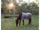 423 Cedar Party Road, Wingham NSW 2429