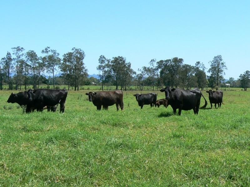 Dumaresq Island NSW 2430