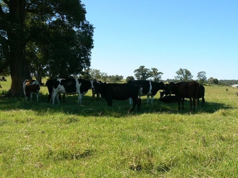 Wingham NSW 2429