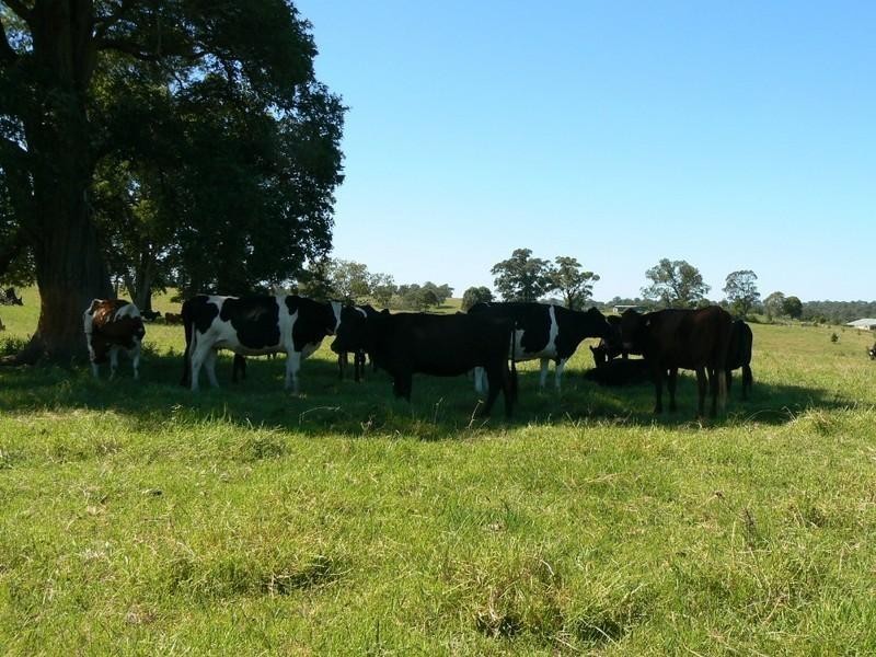 Wingham NSW 2429