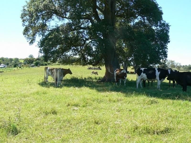 Wingham NSW 2429