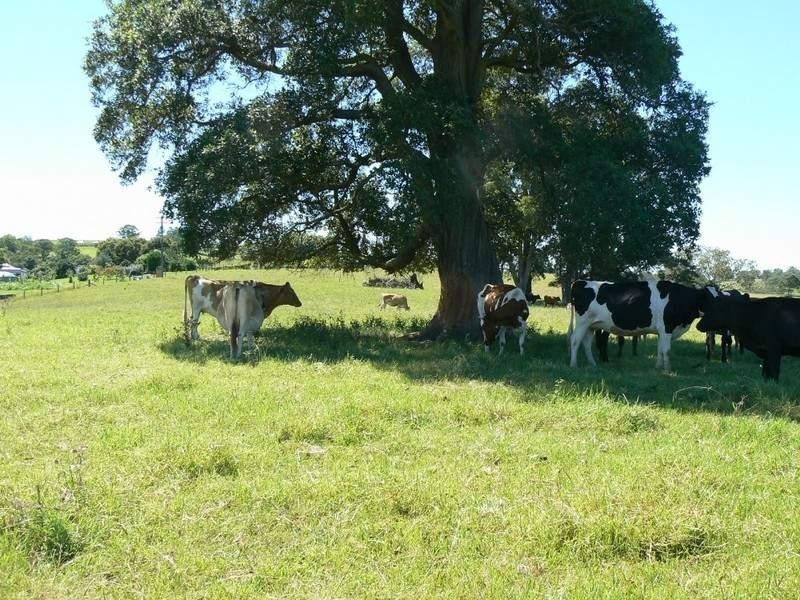 Wingham NSW 2429