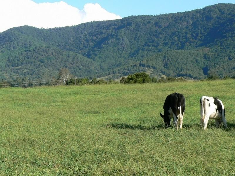 Mount George NSW 2424