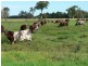 Moto NSW 2426