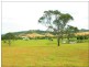 Wingham NSW 2429