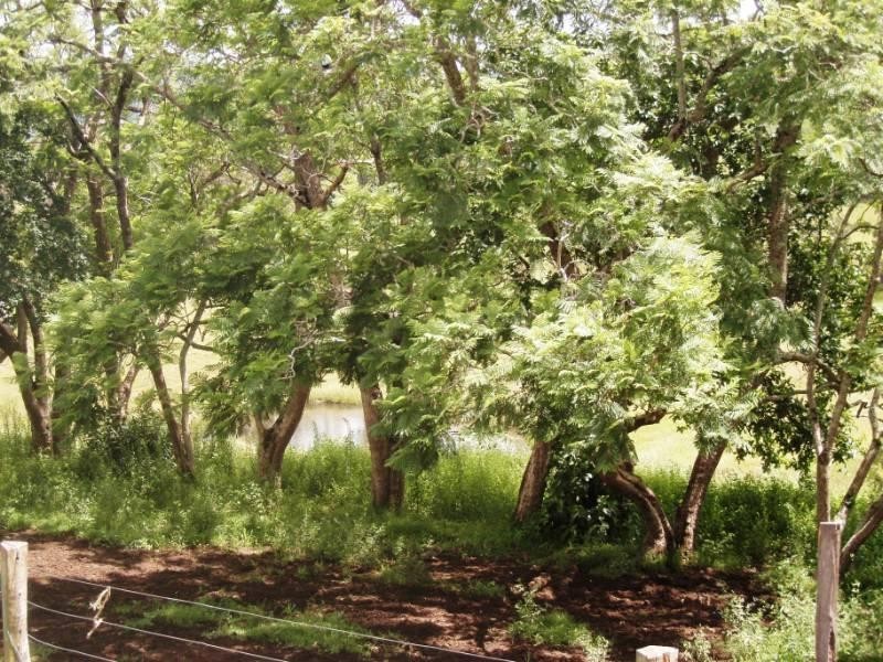 Upper Lansdowne NSW 2430