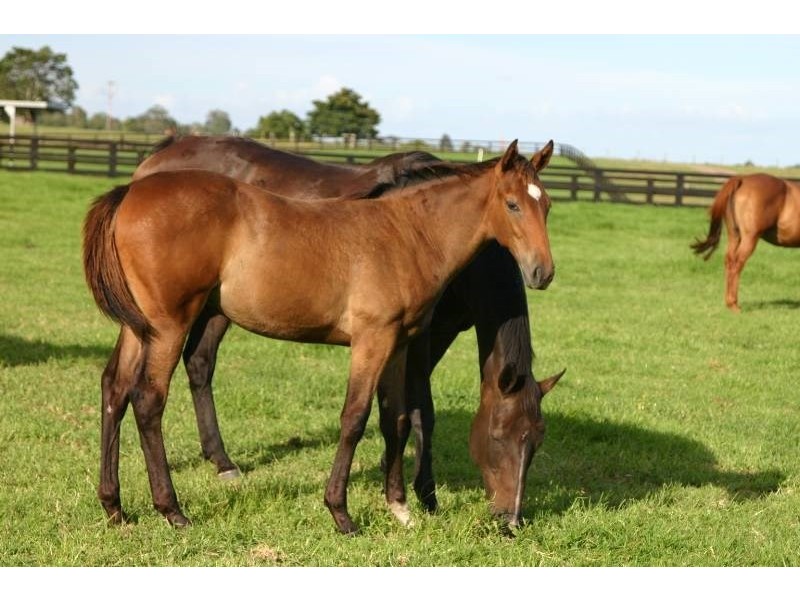 25 Hayes Lane, Taree NSW 2430