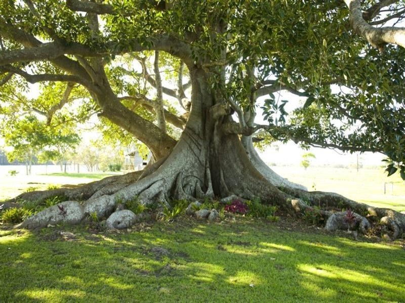 Oxley Island NSW 2430