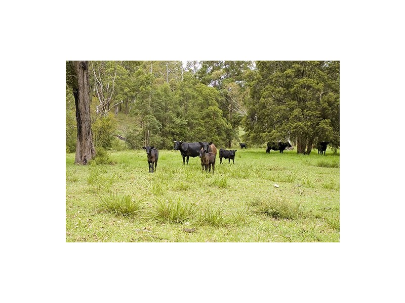 Strathcedar NSW 2429
