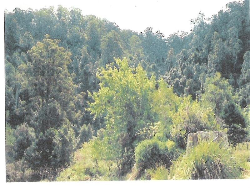 729 Kippax Road, Kippaxs NSW 2429