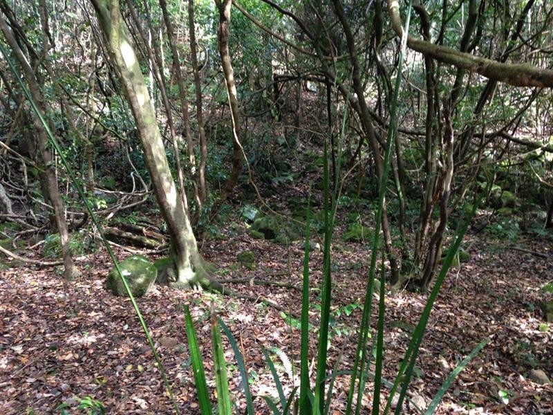 729 Kippax Road, Kippaxs NSW 2429