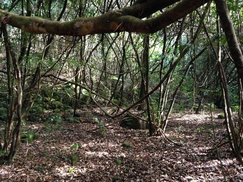 729 Kippax Road, Kippaxs NSW 2429