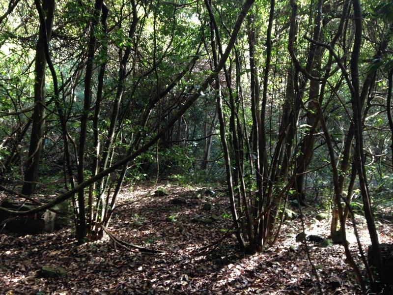 729 Kippax Road, Kippaxs NSW 2429