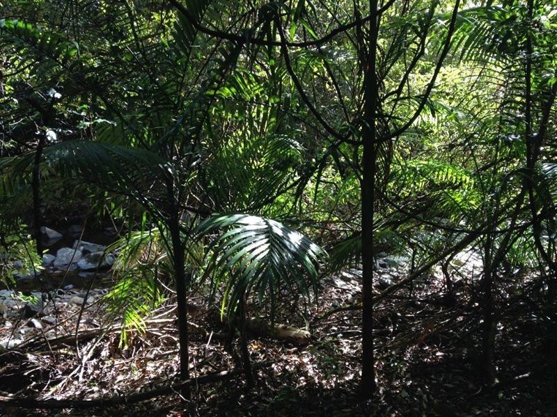 729 Kippax Road, Kippaxs NSW 2429