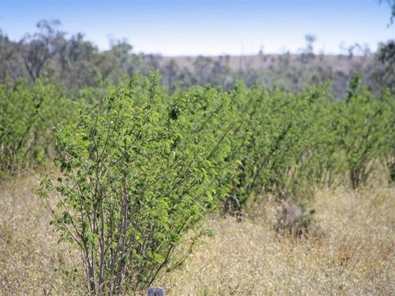 “Mt Kandoonan” Crowsdale-Camboon Road, Theodore QLD 4719