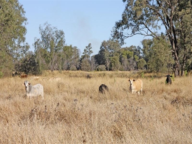 “Greenbank” Goolara-Heinkes Road, Theodore QLD 4719