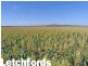 “Letchfords” Goolara-Heinkes Road, Theodore QLD 4719