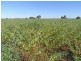“Letchfords” Goolara-Heinkes Road, Theodore QLD 4719