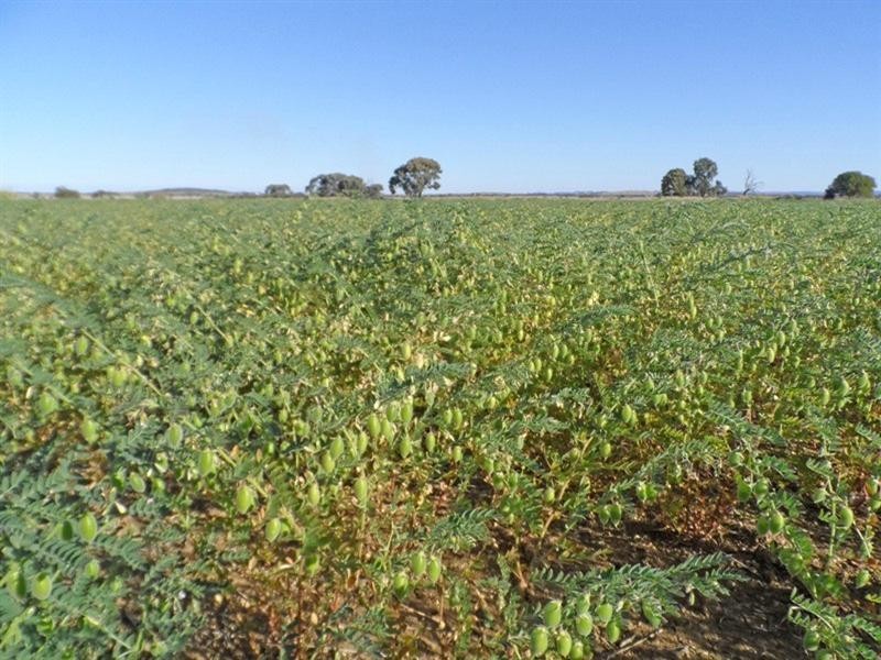 “Letchfords” Goolara-Heinkes Road, Theodore QLD 4719