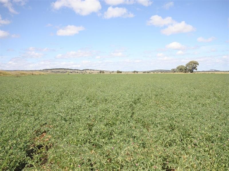 “Letchfords” Goolara-Heinkes Road, Theodore QLD 4719
