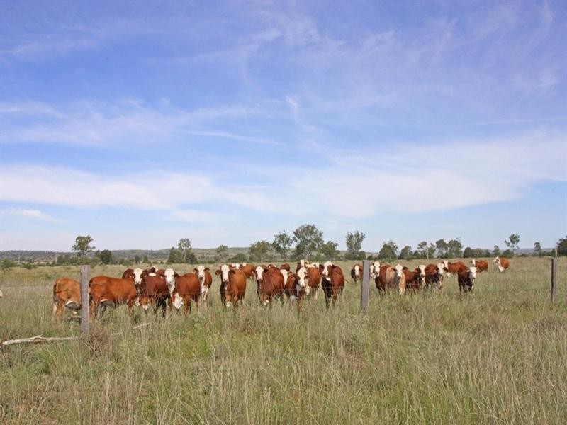 Bauhinia Downs Dawson Highway, Bauhinia QLD 4718