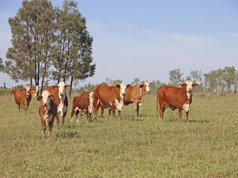 Bauhinia Downs Dawson Highway, Bauhinia QLD 4718