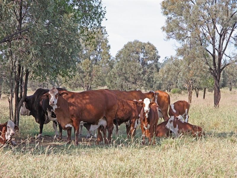 Bauhinia Downs Dawson Highway, Bauhinia QLD 4718