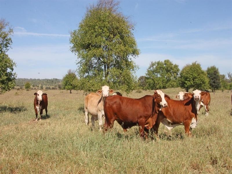 Bauhinia Downs Dawson Highway, Bauhinia QLD 4718