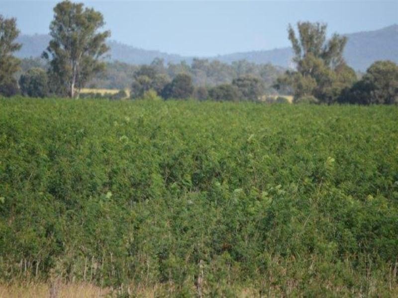 621 Moura-Bindaree Road, Moura QLD 4718