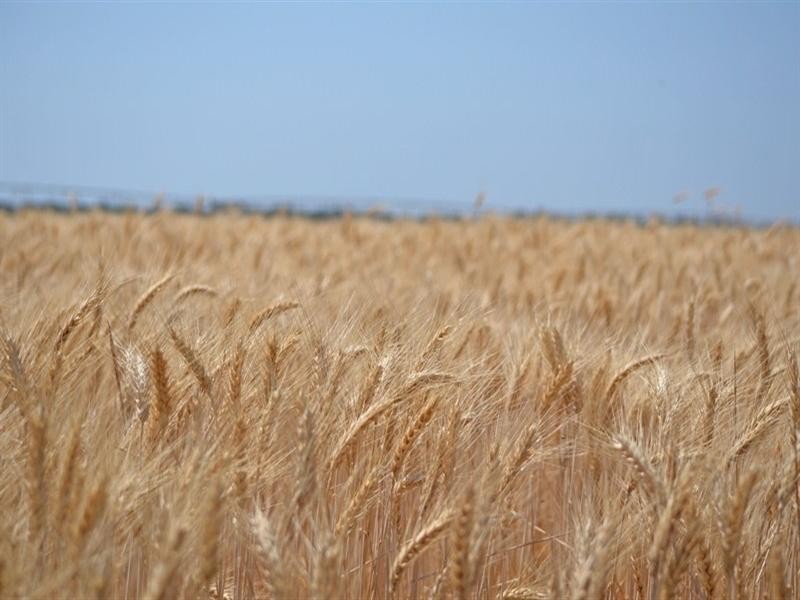 621 Moura-Bindaree Road, Moura QLD 4718