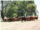 Wowan QLD 4702