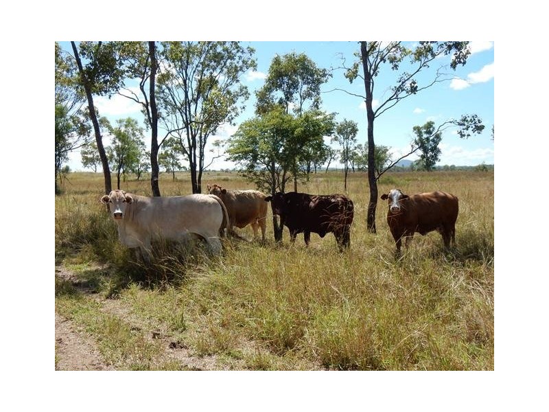 Theodore QLD 4719