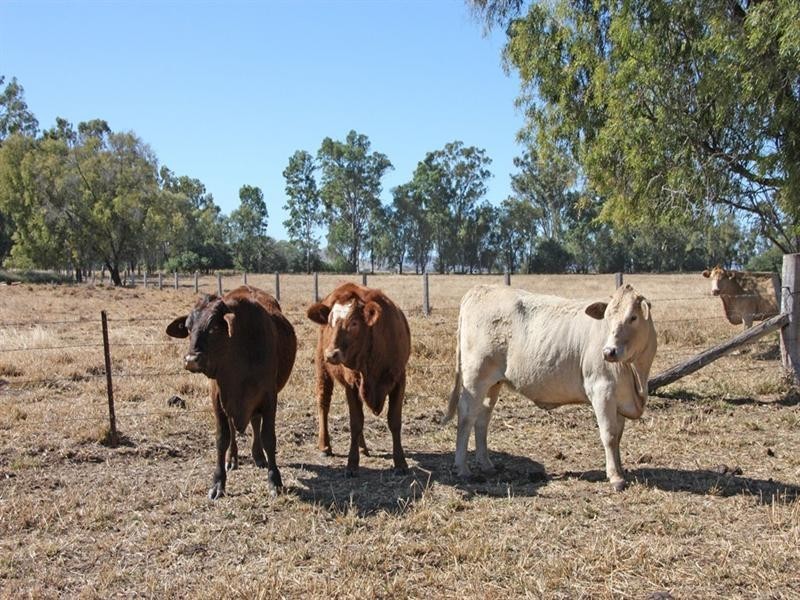131 Saras Lane, Biloela QLD 4715