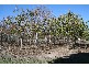 252 Tognolini Baldwin Road, Biloela QLD 4715