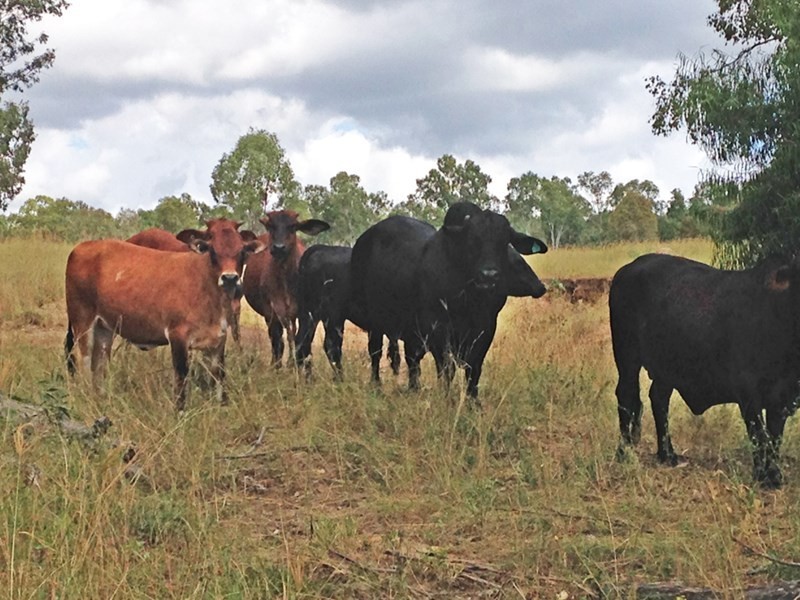 1016 Airport Road, Monto QLD 4630