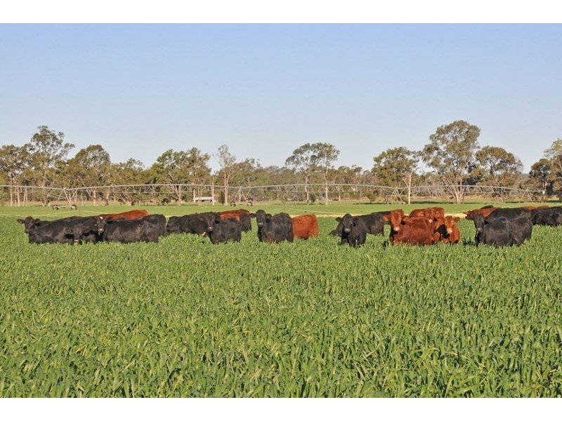 Theodore QLD 4719