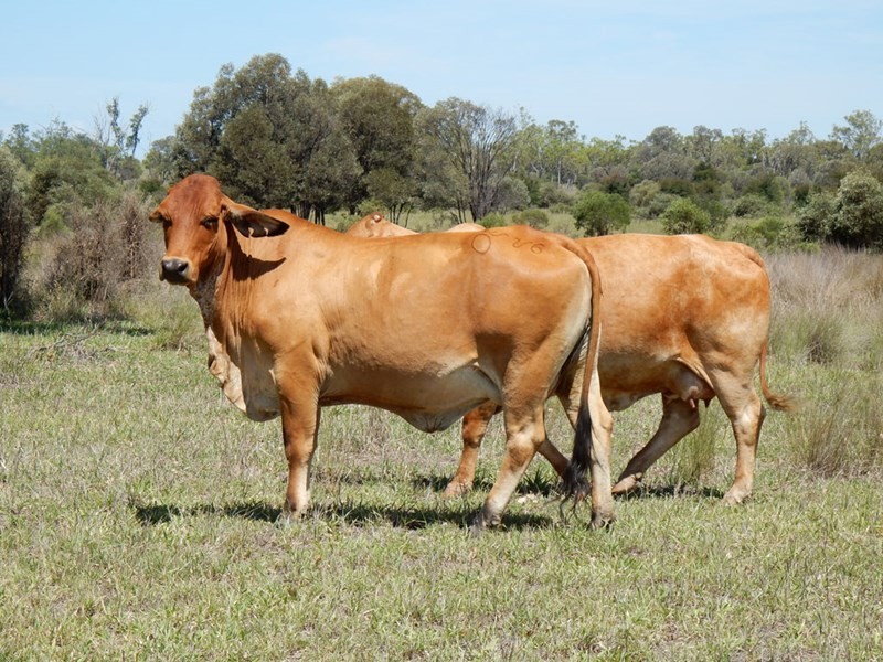 176 Kitty Maran Road, Theodore QLD 4719